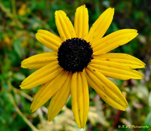 {Rudbeckia fulgida}